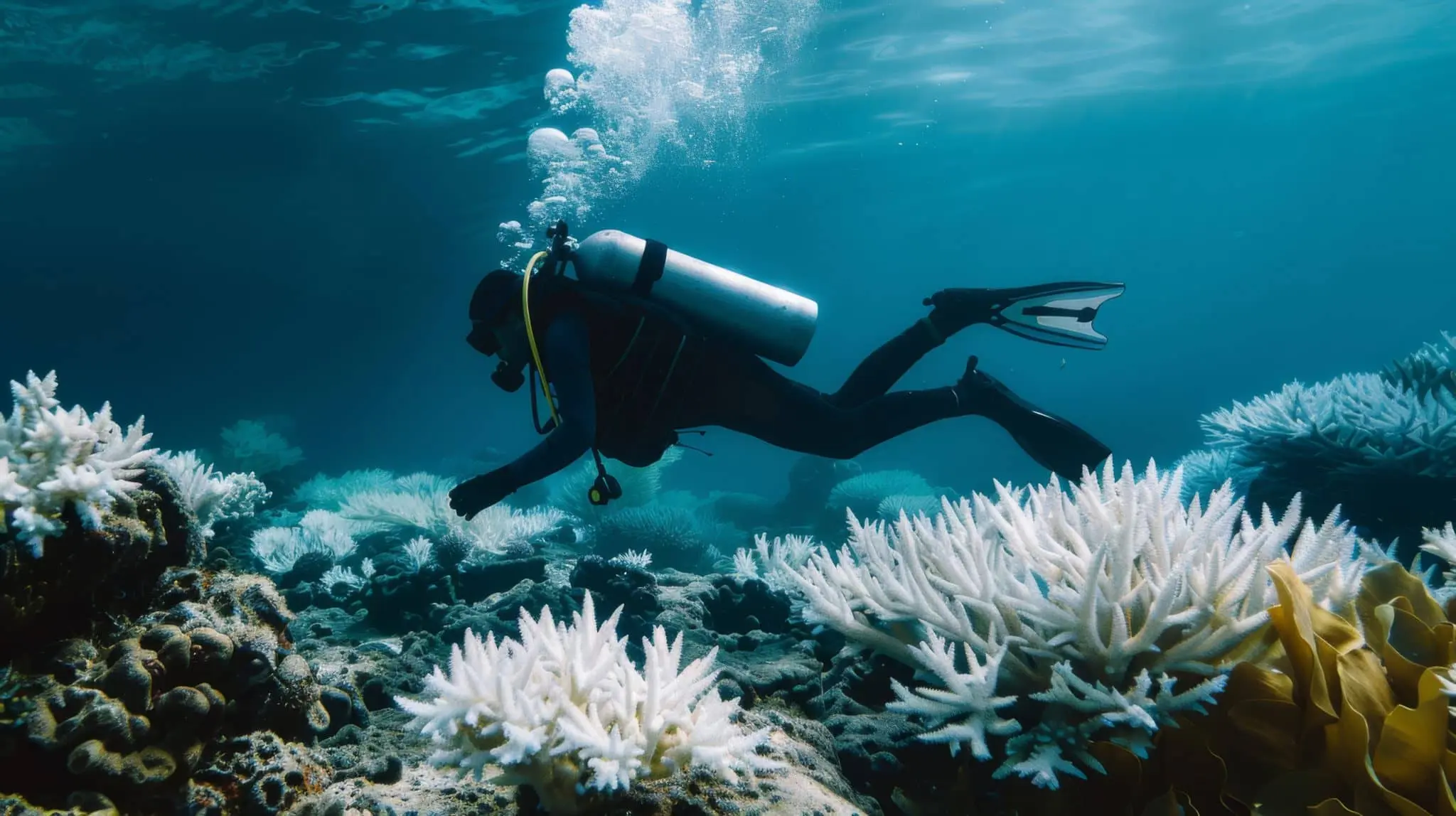 Scuba Diving Experience