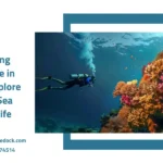 Snorkeling adventure in Jeddah