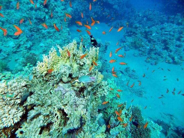 scuba diving jeddah price