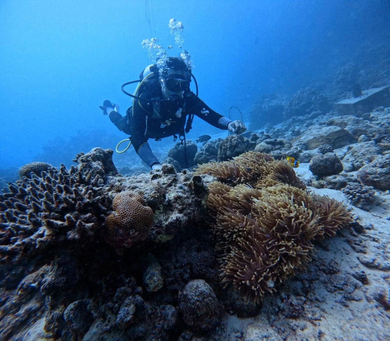 scuba diving jeddah price