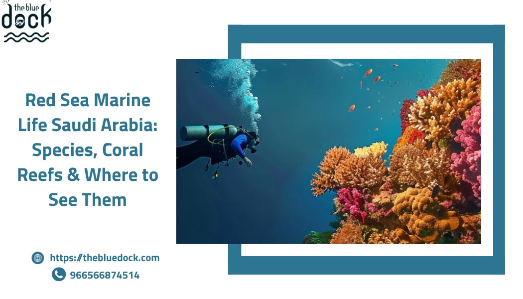 Red Sea Marine Life Saudi Arabia
